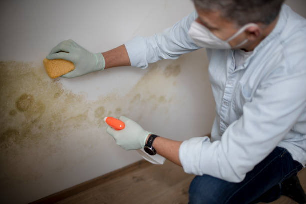 Best Post-Remediation Services in Cloverly, MD