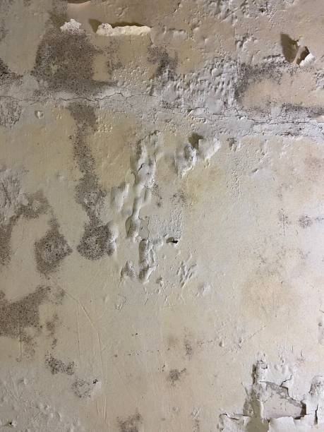 Best Preventive Mold Services in Cloverly, MD