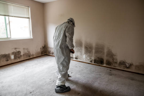Best Attic Mold Remediation in Cloverly, MD