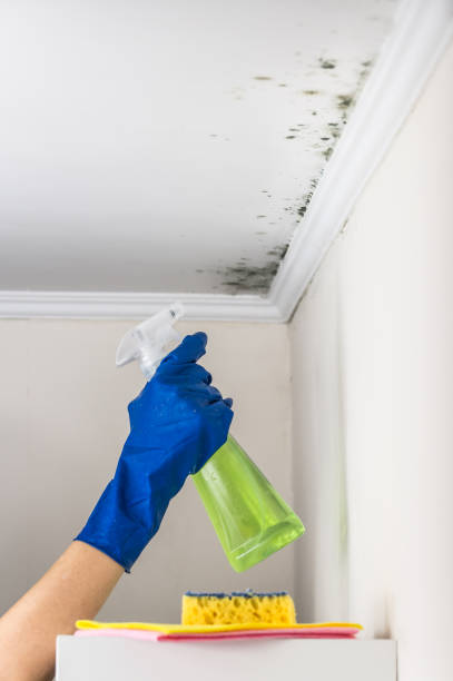 Best Basement Mold Remediation in Cloverly, MD